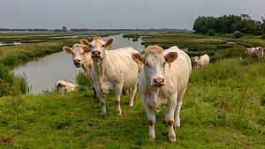 Koeien in een natuurgebied sur Bram van Broekhoven