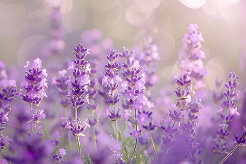 Champ de lavande en fleurs sous l'effet de la lumière du soleil