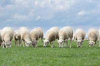 schapen op de dijk, provincie Groningen