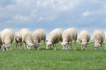 schapen op de dijk, provincie Groningen van M. B. fotografie