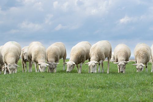 moutons sur la digue, province de Groningue