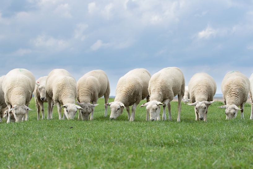 moutons sur la digue, province de Groningue par M. B. fotografie