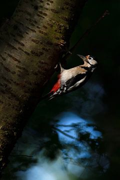 in het donkere bos... Grote bonte specht *Dendrocopos major* bij het broedgat