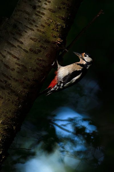 dans la forêt sombre... Pic épeiche *Dendrocopos major* en train de couver par wunderbare Erde