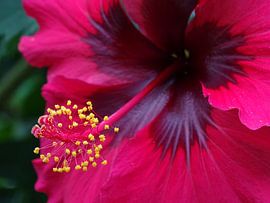 rode bloem in close-up - red flower in close up - Rote Blume Nahaufnahme - fleur rouge bouchent von Ineke Duijzer