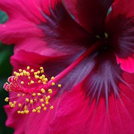 rode bloem in close-up - red flower in close up - Rote Blume Nahaufnahme - fleur rouge bouchent von Ineke Duijzer