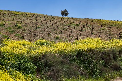 Oude wijngaard in de bergen rond Monachil, Andalusië, Granada.