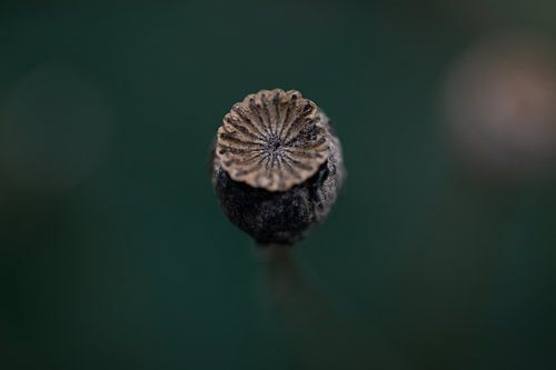 poppy ball with dark turquoise background