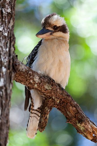 Lachender Vogel, australischer Kookaburra, sitzt auf einem Ast eines Baumes