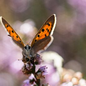 Kleiner Feuer-Schmetterling von Bianca Scholten