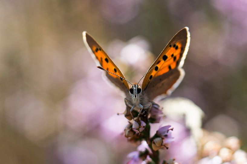 Small Fire Butterfly by Bianca Scholten