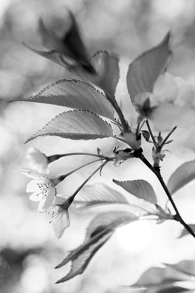 Bloesem in de lente in zwart-wit van Evelien Oerlemans
