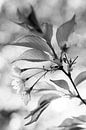 Bloesem in de lente in zwart-wit van Evelien Oerlemans thumbnail
