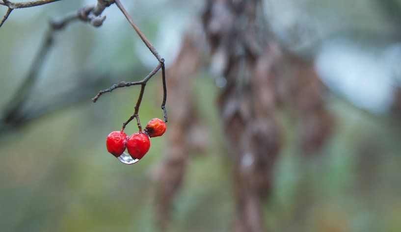 Rode herfst bessen met waterdruppel by Maurice Welling