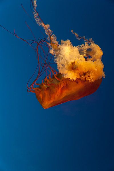Upside down by Thijs Kupers