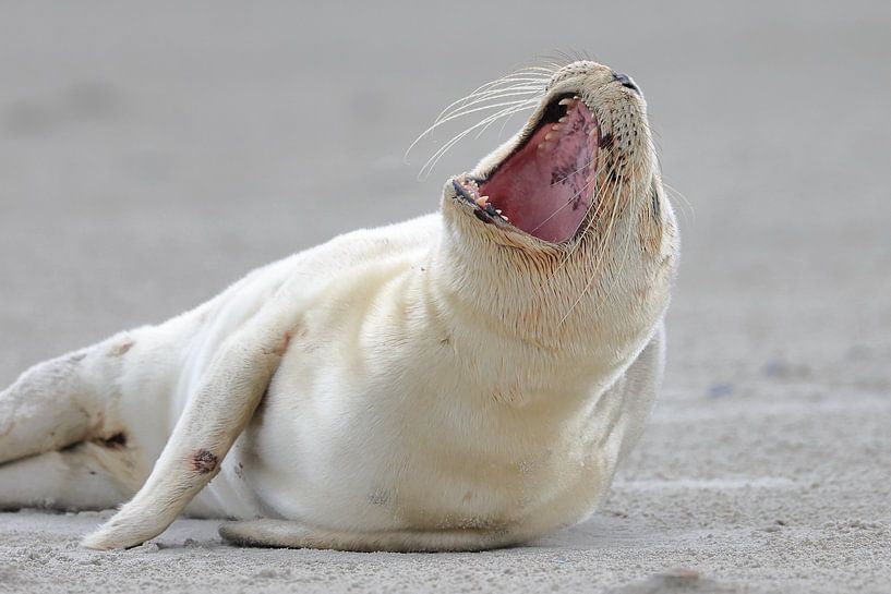 Seal by Rinnie Wijnstra (FotoAmeland )