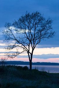 Un arbre au bord de la mer dans l'air du soir