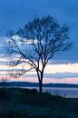 Boom aan zee in avondlucht van Tot Kijk Fotografie: natuur aan de muur thumbnail