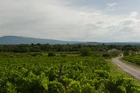 Trauben in der Provence mit Straße