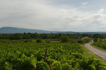druiven in de Provence met weggetje van Cor Pater