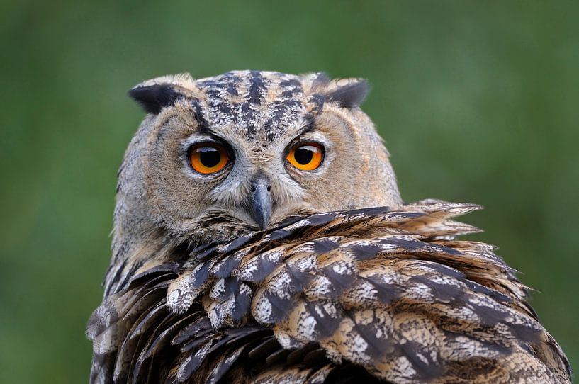 der Blick... Europäischer Uhu * Bubo bubo * von wunderbare Erde