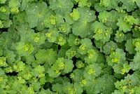 Een groene vrouwenmantel met regendruppels op de bladeren