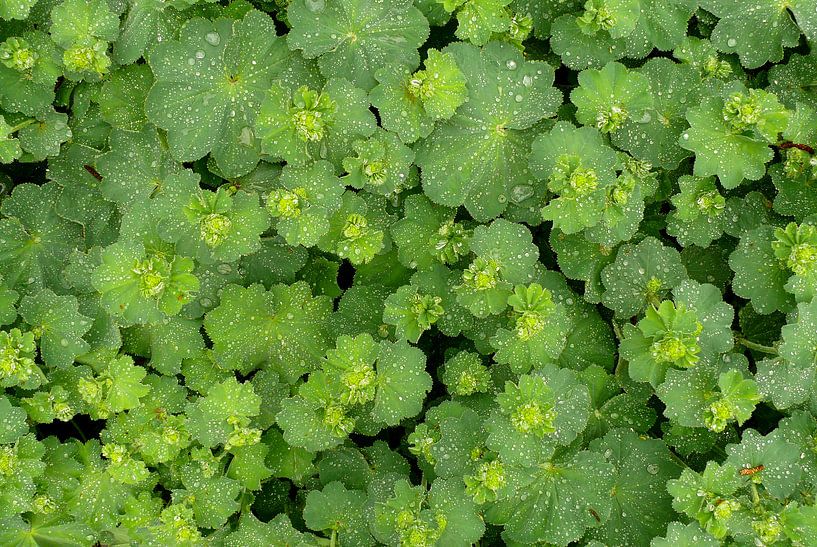 A green alchemilla full with raindrops after a shower by Gert Bunt