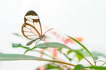 Glasvleugel vlinder - Glasswing butterfly van Albert Beukhof