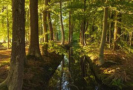 Lever de soleil dans la forêt (Pays-Bas)