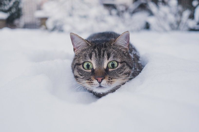 Winter Vibes by Hello Pompoyo