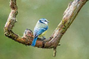 Mésange bleue sur une branche - peinture sur Gianni Argese