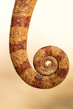 Chameleon tail by Dennis van de Water