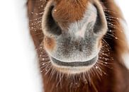 Forvitinn sur Islandpferde  | IJslandse paarden | Icelandic horses Aperçu