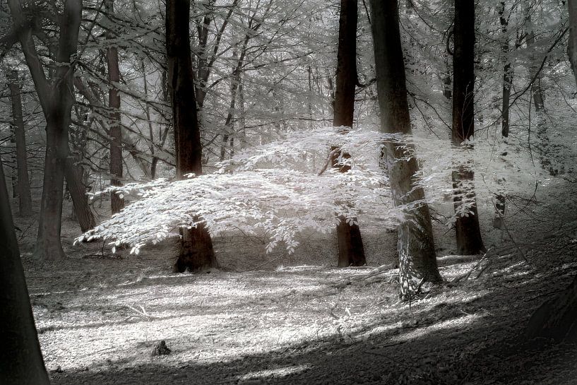 Photographie infrarouge dans le Dwingelderveld par Humphry Jacobs