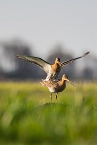 Parende Grutto's in de Alblasserwaard in het laatste avondzonnetje van de dag. In de Donkse Laagten