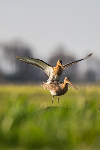 Parende Grutto's in de Alblasserwaard in het laatste avondzonnetje van de dag. In de Donkse Laagten