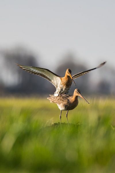 Parende Grutto's in de Alblasserwaard in het laatste avondzonnetje van de dag. In de Donkse Laagten par noeky1980 photography