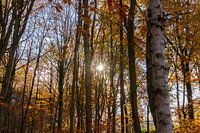 Herfst in Drenthe