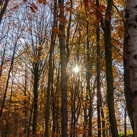 Herfst in Drenthe van Reinier Holster