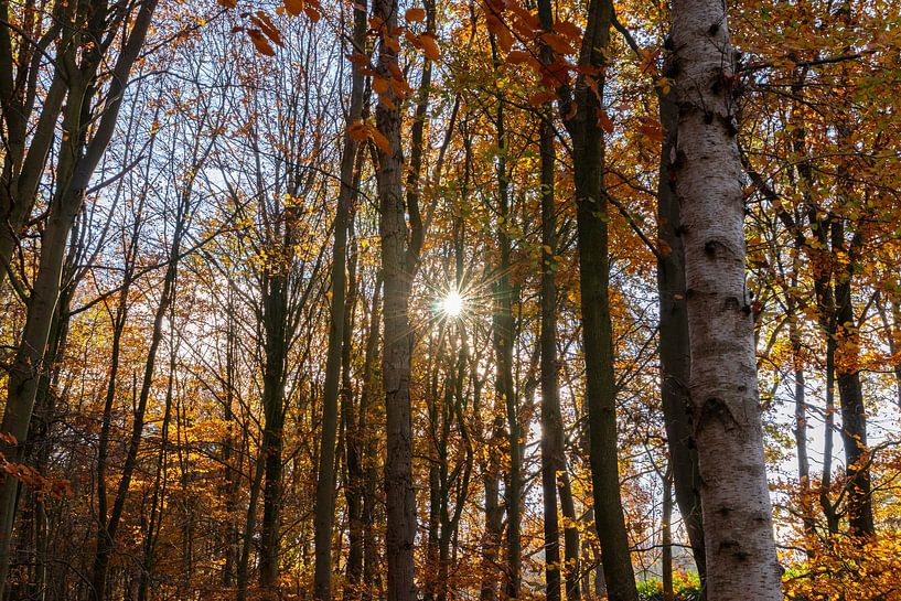 Herbstmorgen im Wald von Drenthe von Reinier Holster