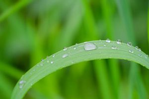 Wasser lässt das Gras fallen.