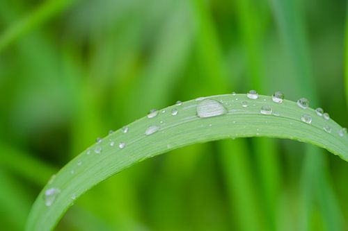 Water drops the grass.