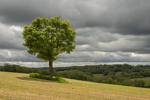 Boom op heuvel van Liesbet den Daas