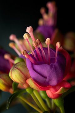 Fuchsia (rood-paars) van Anja Wessels Fotografie