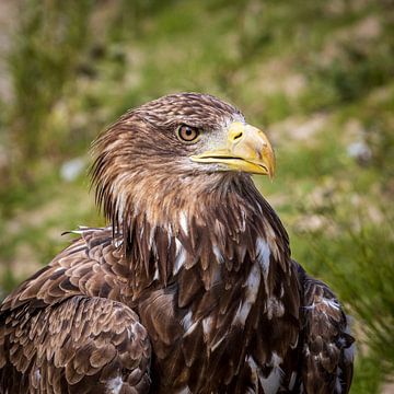 I see you! by Jaap Tempelman