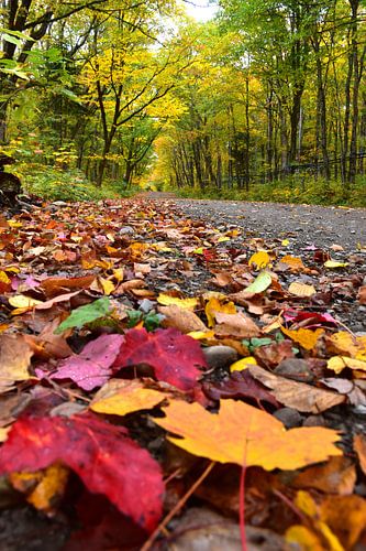 Een landweg in de herfst