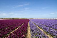 Hyacinten velden tot de horizon