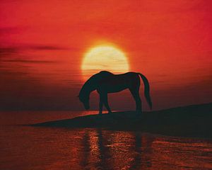 Pferd trinkt bei Sonnenuntergang