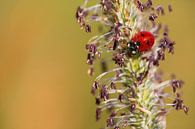 Ladybird with pollen dust by Daniela Beyer thumbnail