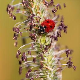 Ladybird with pollen dust by Daniela Beyer